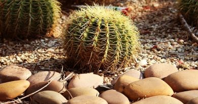Cacti Found to Evolve Rapidly, Defying Expectations
