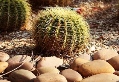 Cacti Found to Evolve Rapidly, Defying Expectations