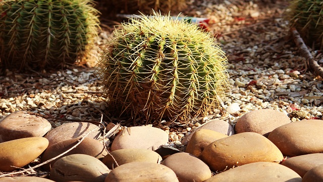 Cacti Found to Evolve Rapidly, Defying Expectations