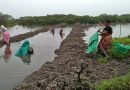 Community Restores Polluted Canal into Mangrove Stretch
