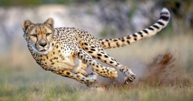 Nine African Cheetahs Brought to India