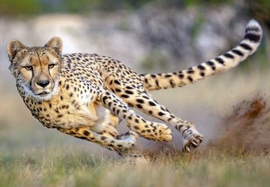 Nine African Cheetahs Brought to India