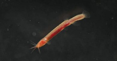 Scientists Discover Rare Underground Fish in Assam