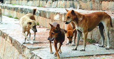 Stray Dog Enters Telangana Hospital Mortuary