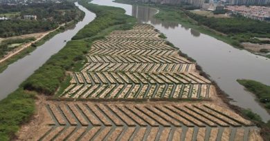 Tamil Nadu Strengthens Chennai Coast with Mangroves