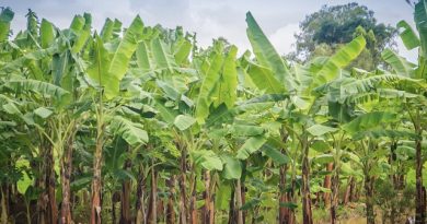 War Disrupts Exports from Telugu States