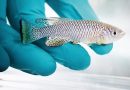 Young Fish Behaviour Predicts Lifespan