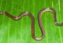 Meghalaya Yields New Burrowing Reed Snake