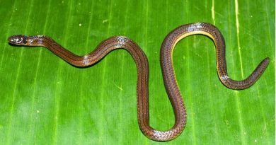 Meghalaya Yields New Burrowing Reed Snake