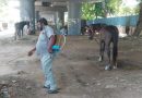 Chennai Tests Horses After Glanders Case