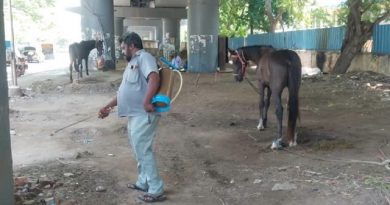 Chennai Tests Horses After Glanders Case