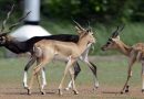 IIT Madras Blackbuck Population Sees Revival