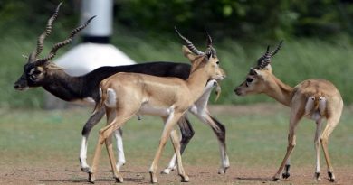 IIT Madras Blackbuck Population Sees Revival