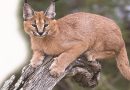 Rare Caracals Spotted in Thar Desert Near India-Pakistan Border