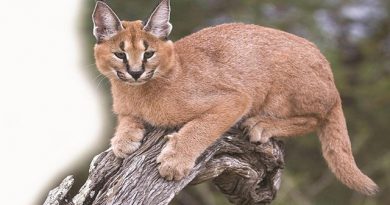 Rare Caracals Spotted in Thar Desert Near India-Pakistan Border