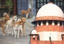 Supreme Court Upholds Order on Stray Dog Management