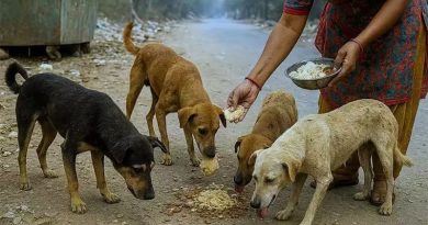 சென்னையில் தெருநாய்களுக்குப் பாதுகாப்பாக உணவளிக்கும் இடங்களின் பட்டியலை வெளியிட்ட மாநகராட்சி!