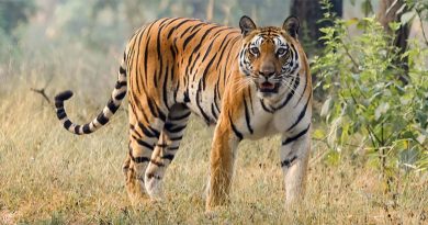 இன்று (ஜூலை 29) சர்வதேச புலிகள் தினம்!