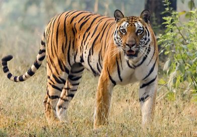 இன்று (ஜூலை 29) சர்வதேச புலிகள் தினம்!