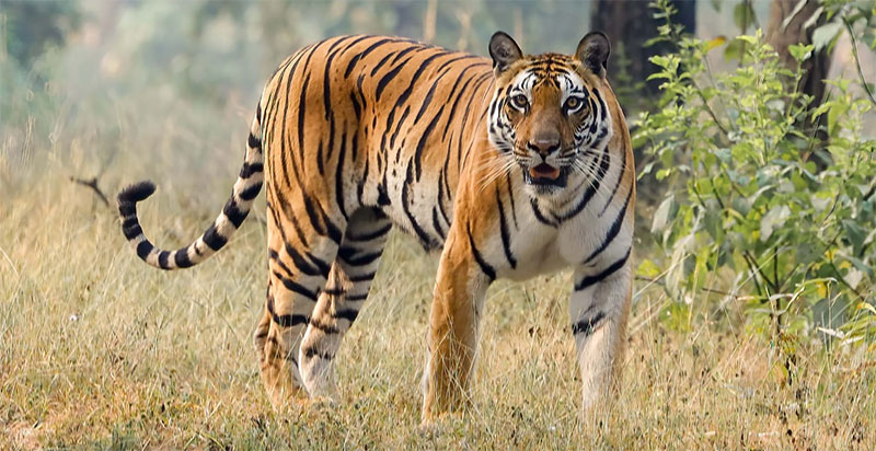 இன்று (ஜூலை 29) சர்வதேச புலிகள் தினம்!