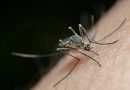A Tiny Mosquito’s Big Impact on Health and Planning
