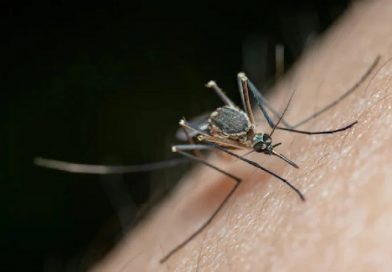 A Tiny Mosquito’s Big Impact on Health and Planning