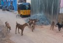 Chennai City Council Fines for Abandoned Pet Dogs