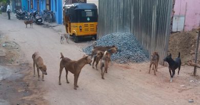 Chennai City Council Fines for Abandoned Pet Dogs
