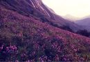 Rare Violet Bloom Returns to Munnar Hills After Decade