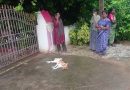 Retired Army Staff Kills Neighbor’s Dog in Telangana, Case Filed