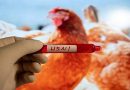 Australia Reports First H5N1 Bird Flu Case in Sydney