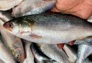Bangladesh Halts Hilsa Imports from India, Alarming Importers