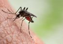Dengue Discrepancy in India