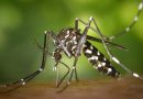 Dengue and Influenza Viruses Circulating in Chennai