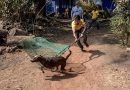 Keralam Has Easy Access to Rabies Treatment, Yet Deaths Persist