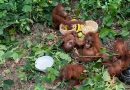 Orangutans Rescued from Odisha Forest Under Investigation