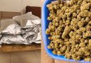 Rs 17 crore hashish oil and hydroponic ganja seized in Tamil Nadu