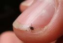Scrub Typhus Explained: Understanding a Deadly Fever