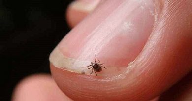Scrub Typhus Explained: Understanding a Deadly Fever