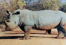 World Rhino Day: Protecting Five Remaining Species