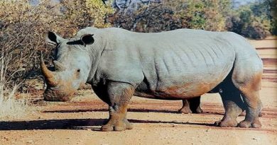 World Rhino Day: Protecting Five Remaining Species