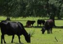 Shamonda Virus Confirmed in First Human Case in France