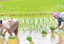 Telangana Rice Fields Face Uncertain Future