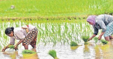 Telangana Rice Fields Face Uncertain Future