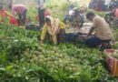 Telangana’s Custard Apples: A Fruit in Danger
